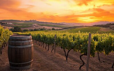 Exploring the most renowned spanish wine regions