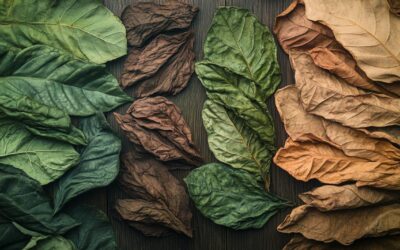 Quelle feuille de tabac choisir ? Comment le sol façonne les caractéristiques du Virginie, de l’Oriental et des variétés bio